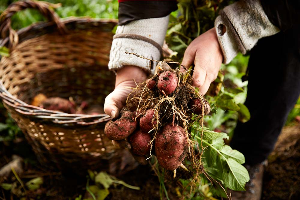 Frisch geerntete Kartoffeln aus dem Garten