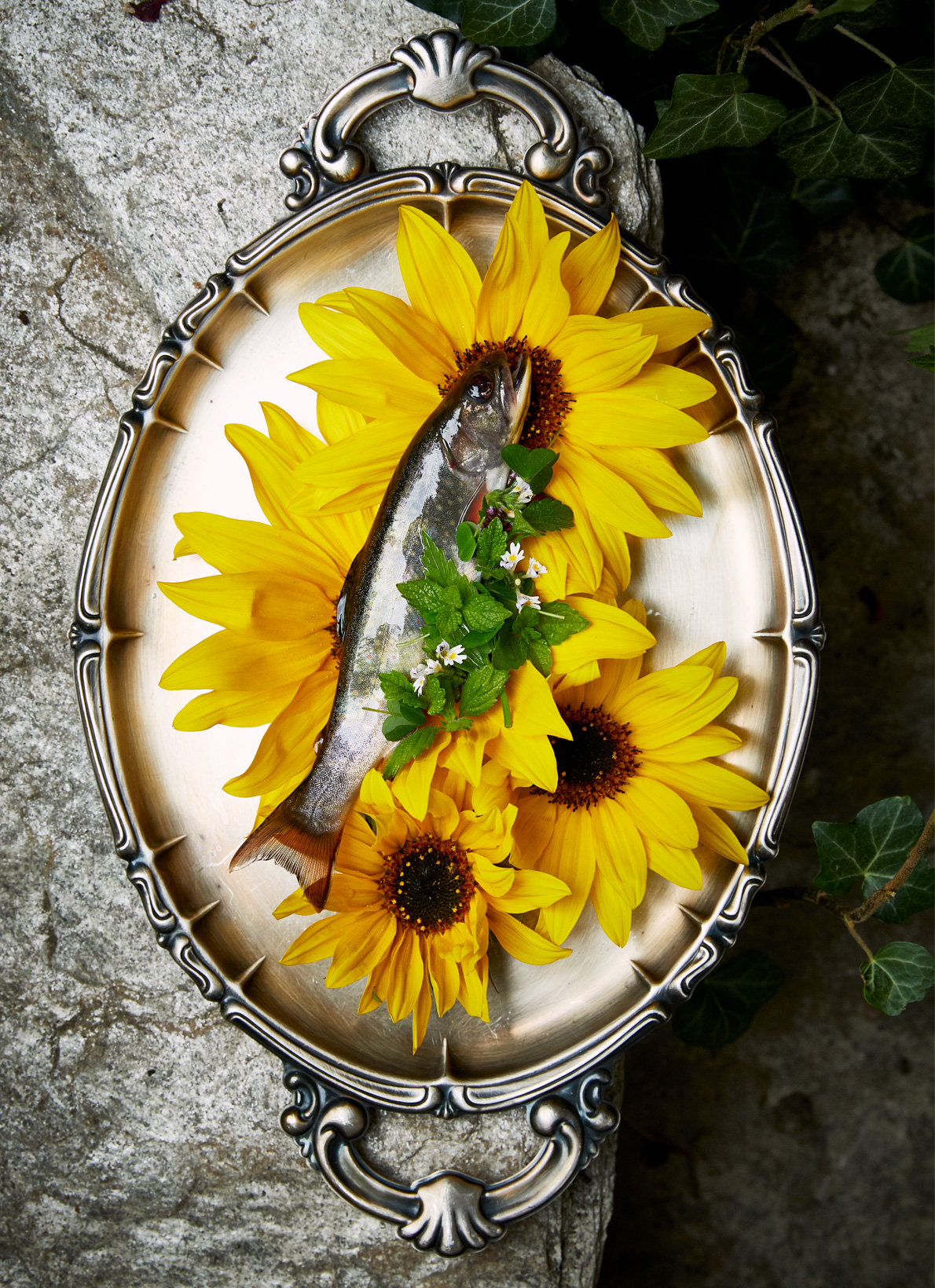 Firsche Forelle auf Sonnenblumen als Sinnbild für die Wiedereröffnung nach Covid-19