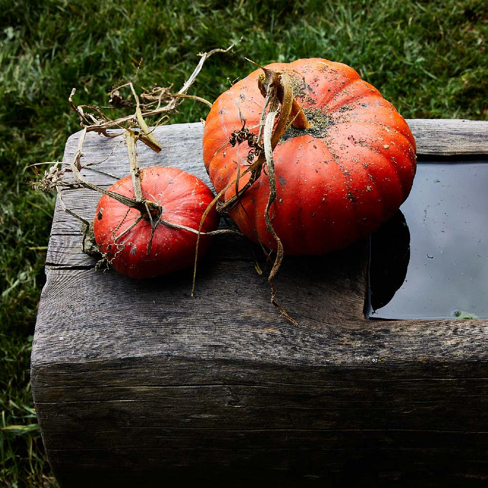 Herbstkürbis aus dem Almgarten