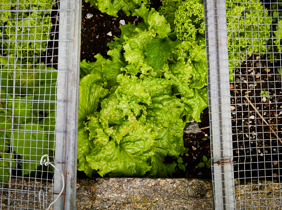 Salat aus dem Hausgarten