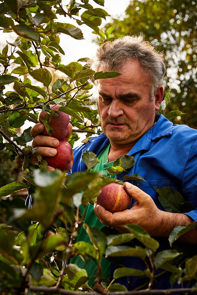 Fritz, der Gärtner, bei der Apfelernte