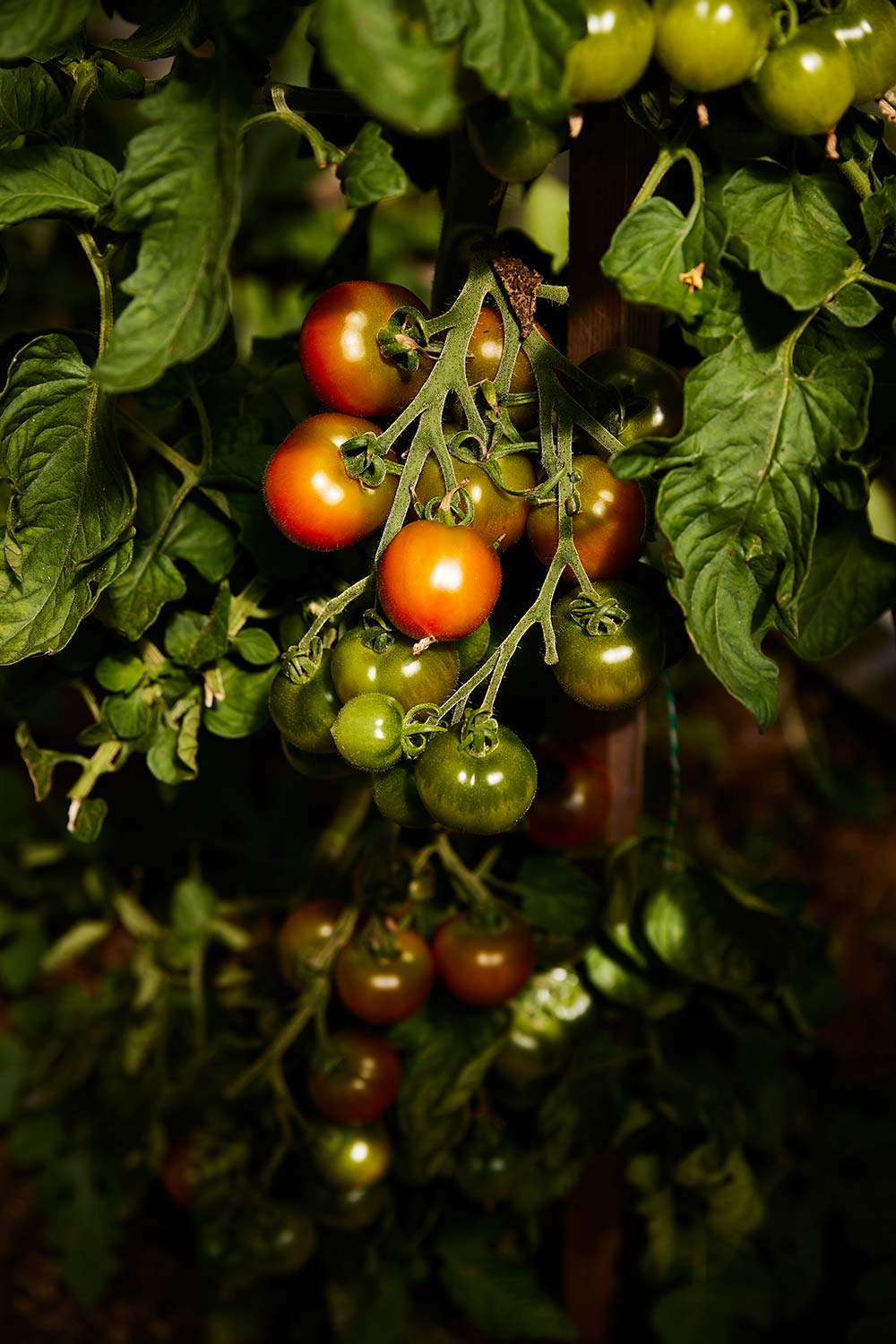 Tomaten