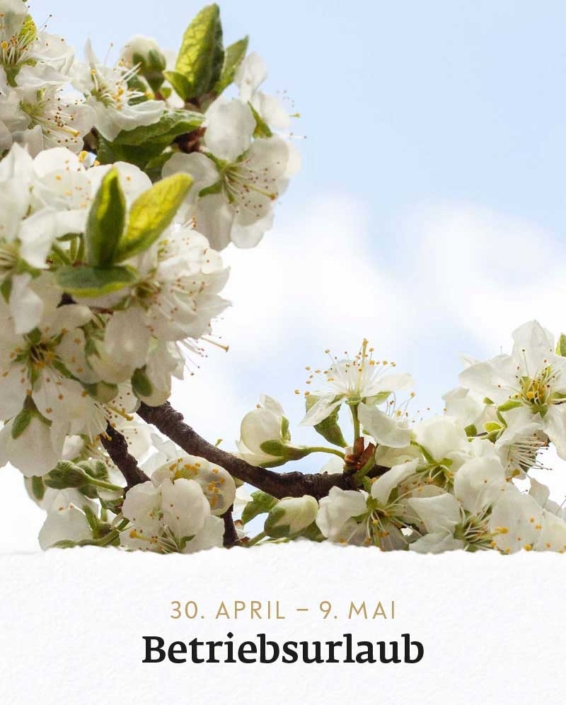 Kirschblüten im Garten der Rauchkuchl