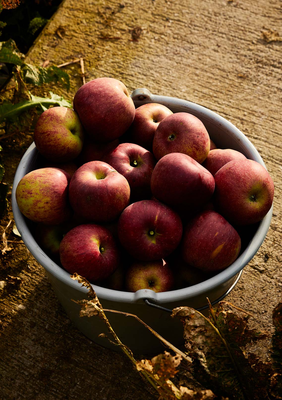 Herbstliche Apfelernte