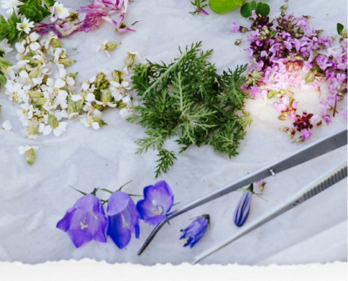 wilde, essbare Blüten und Kräuter