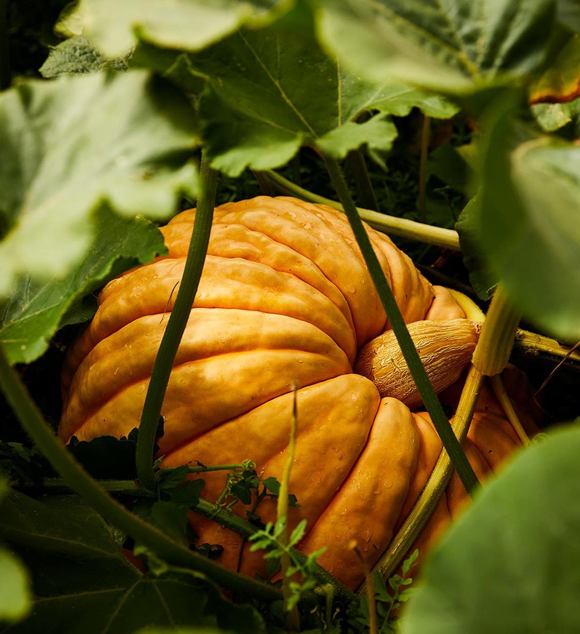 Riesenkürbis reift im Bauerngarten Riesenkürbis reift im Bauerngarten